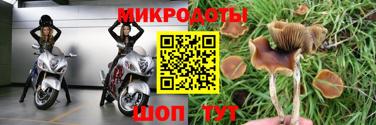 Галлюциногенные грибы Cubensis Тихвин